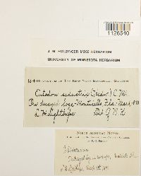 Entodon seductrix image