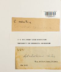 Entodon seductrix image