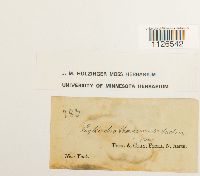 Entodon seductrix image