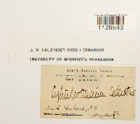 Entodon seductrix image