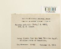 Entodon seductrix image