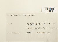 Entodon seductrix image