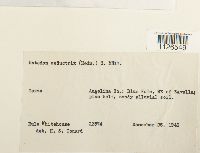 Entodon seductrix image