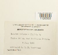 Entodon seductrix image