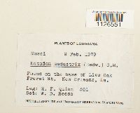 Entodon seductrix image