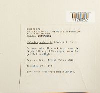 Entodon seductrix image