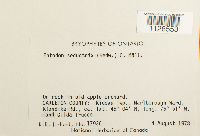 Entodon seductrix image