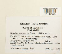 Entodon seductrix image