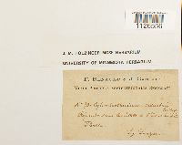 Entodon seductrix image