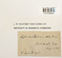 Entodon seductrix image