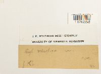 Entodon seductrix image