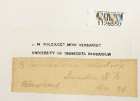 Entodon seductrix image