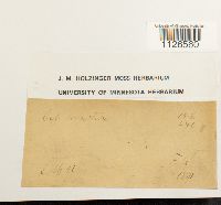 Entodon seductrix image