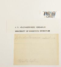 Entodon seductrix image