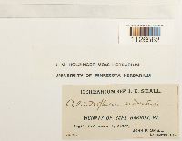 Entodon seductrix image