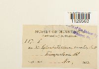 Entodon seductrix image