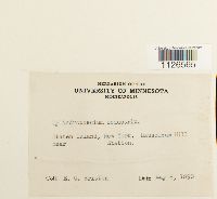 Entodon seductrix image