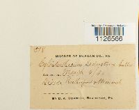 Entodon seductrix image