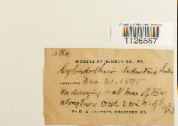 Entodon seductrix image