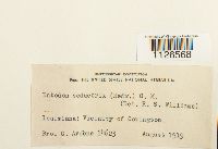 Entodon seductrix image