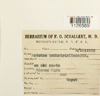 Entodon seductrix image