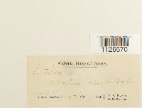 Entodon seductrix image