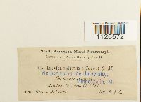 Entodon seductrix image