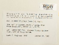 Entodon seductrix image