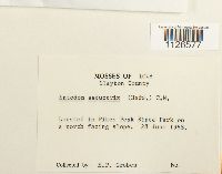 Entodon seductrix image