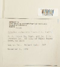 Entodon seductrix image