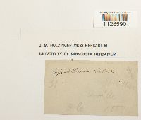 Thumbnail image of current specimen