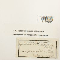 Thumbnail image of current specimen