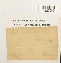 thumbnail image of current specimen