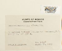 Thumbnail image of current specimen