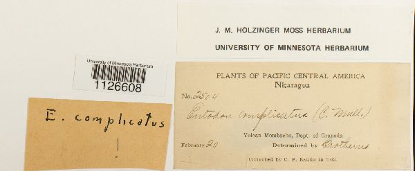 Entodon complicatus image