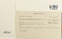 thumbnail image of current specimen