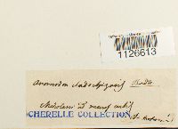 Entodon cladorrhizans image