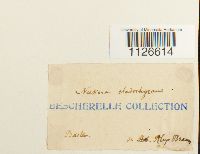 Entodon cladorrhizans image