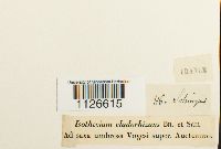 Entodon cladorrhizans image