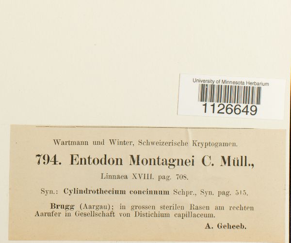 Entodon montagnei image