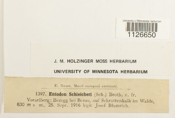 Entodon schleicheri image