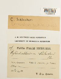 Entodon schleicheri image