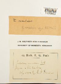 thumbnail image of current specimen