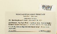 Entodon plicatus image