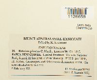 Entodon plicatus image