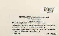 Entodon plicatus image