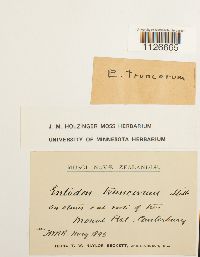 thumbnail image of current specimen