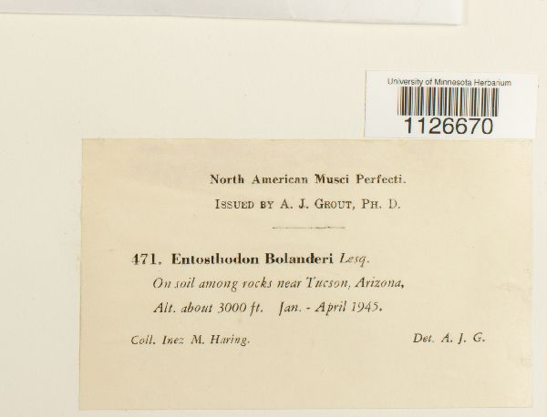 Entosthodon bolanderi image