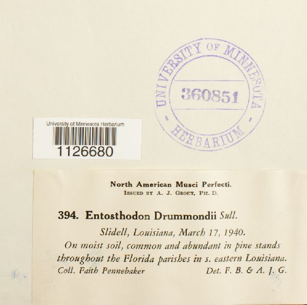 Entosthodon drummondii image