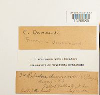 Entosthodon drummondii image